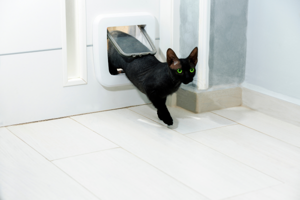 Funktionelle Haustür mit Durchgang für Hund oder Katze